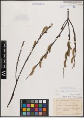 Foto von Salix daphnoides Vill. x Salix eleagnos Scop.